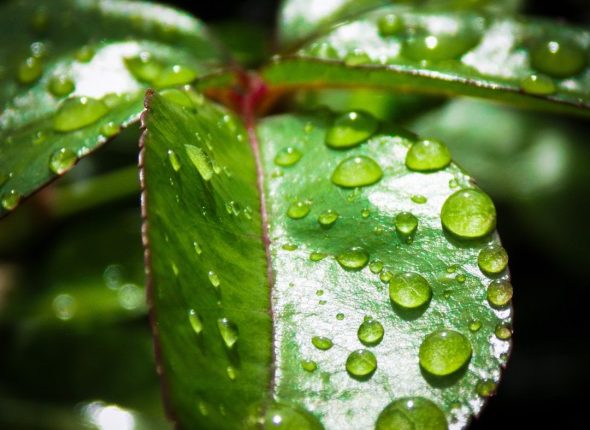 Environment and Climate Change